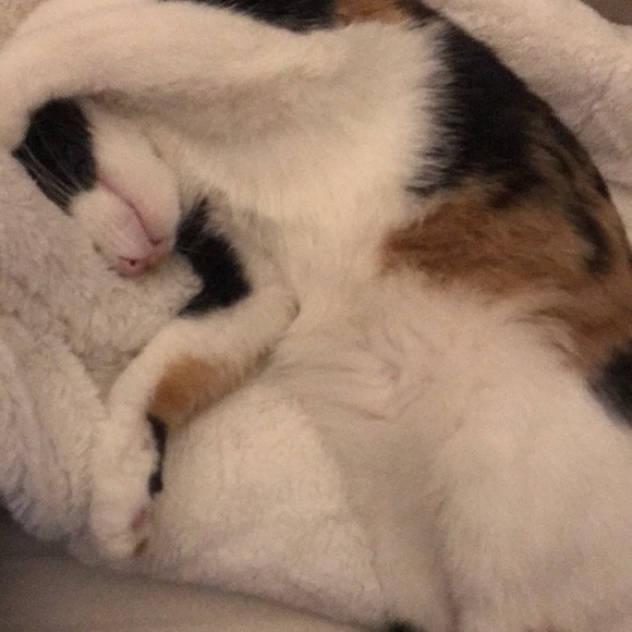 Our Rescue, Hazel Baby ❤️❤️ - Picture 2 of 2